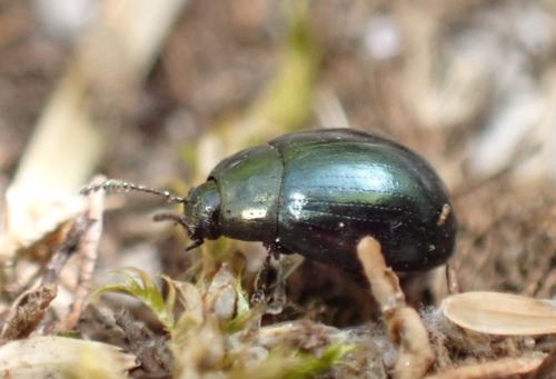 Réf. 317 858 : Phaedon tumidulus